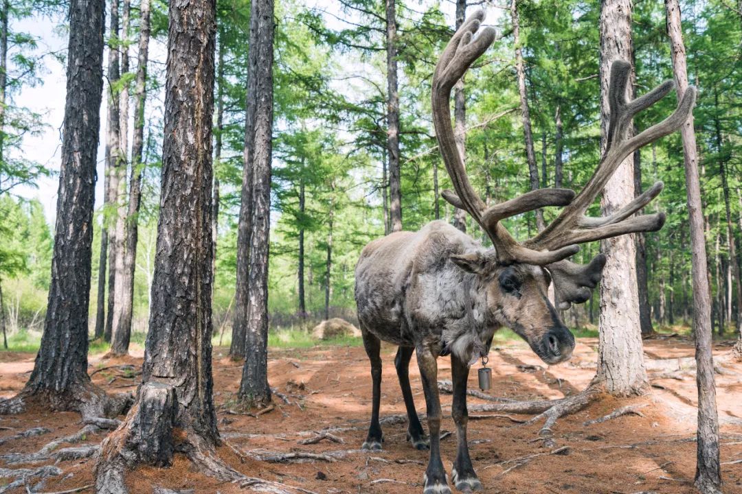 呼伦贝尔感受大自然的美好,呼伦贝尔终生难忘的草原
