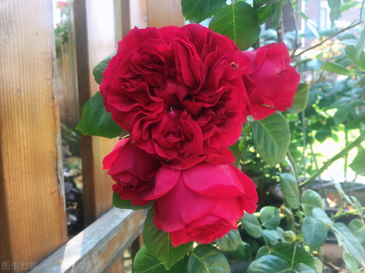 藤本月季玛格丽特王妃优缺点,藤本月季胭脂扣的优缺点