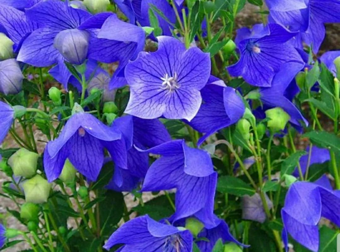 铃儿响叮当双音和弦五线谱,铃儿响叮当三级长笛