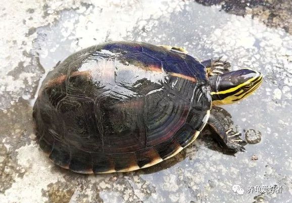 春节之前，给那些不养龟的朋友们科普一下