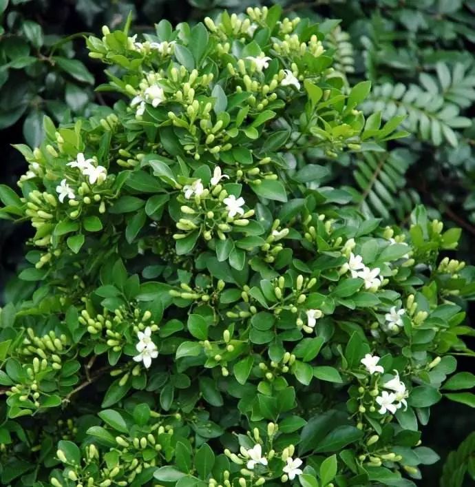 100种常见观叶植物图鉴史上最全,农村常见的100种植物