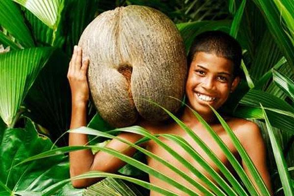 最大的种子图片,最大的海椰子