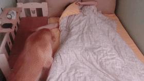 狗特别依赖主人的表现有哪些,狗对某物具有攻击性该怎么办