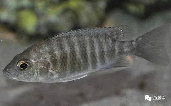 三湖慈鲷马鲷孔雀鱼多久发色,三湖慈鲷鱼之马鲷鱼
