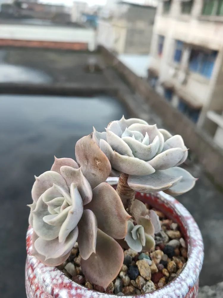 疫情期间在家欣赏多肉,疫情期间被多肉治愈