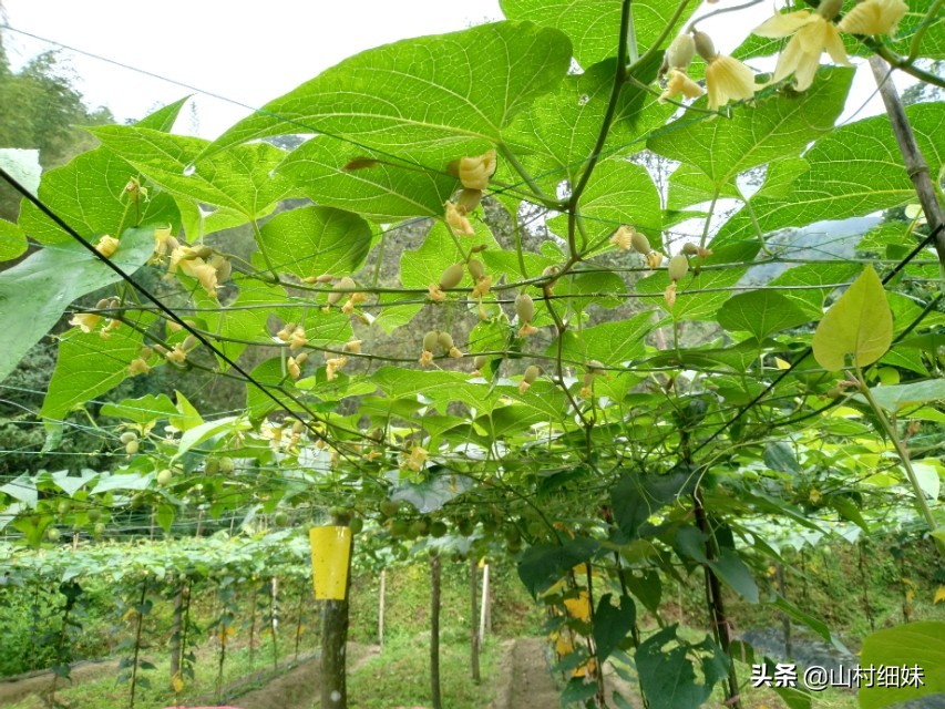 罗汉果点花后，为啥停止生长？弄懂以下3个原因，解决办法在这里