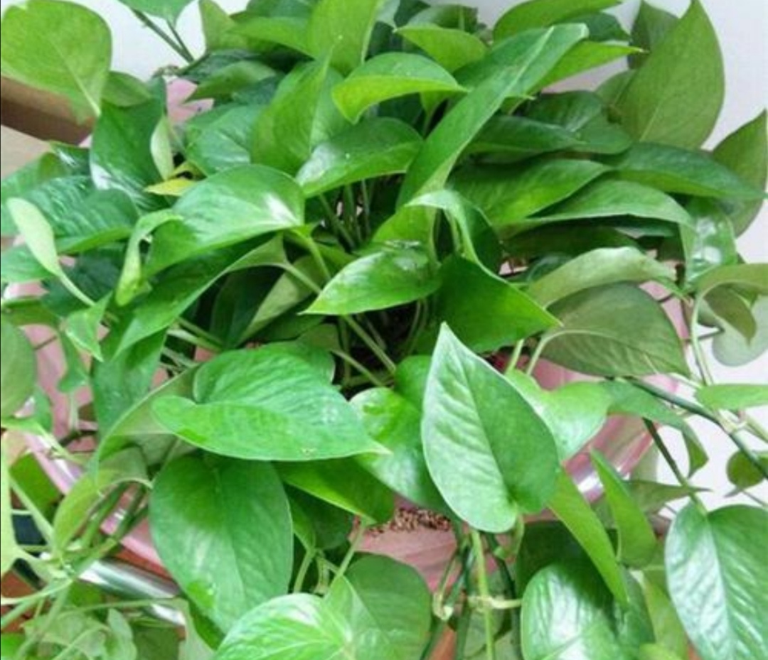 绿萝浇什么水长得比较茂盛,绿萝浇什么水才能长得更旺盛