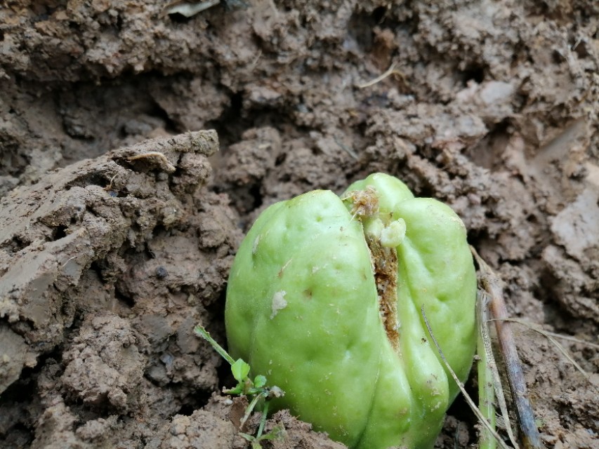 土耳瓜的功效与作用是什么,土耳瓜男女老少都可以吃吗