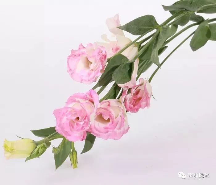 淡紫色洋桔梗怎么养,绿植洋桔梗的养护