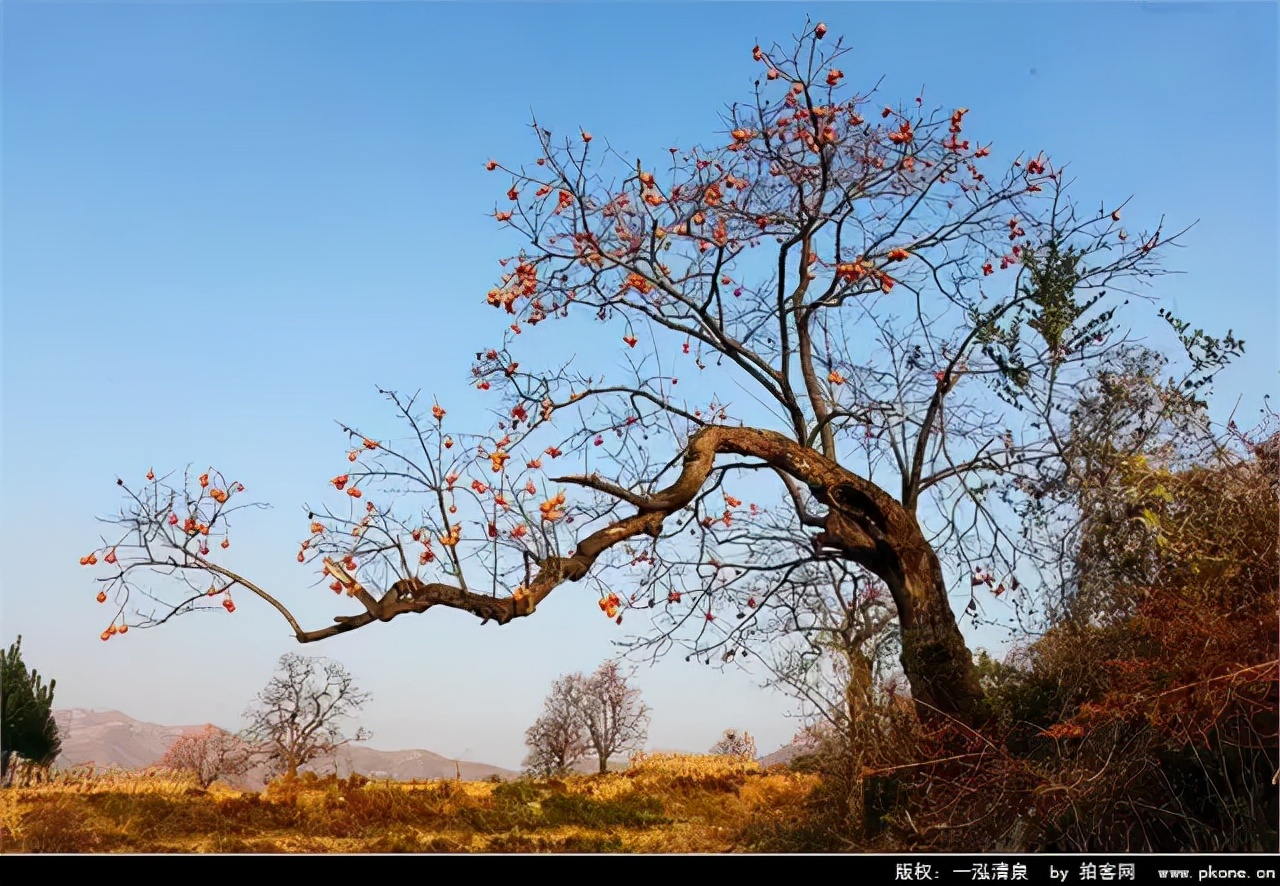 郑启五茶话：永定的柿子红了