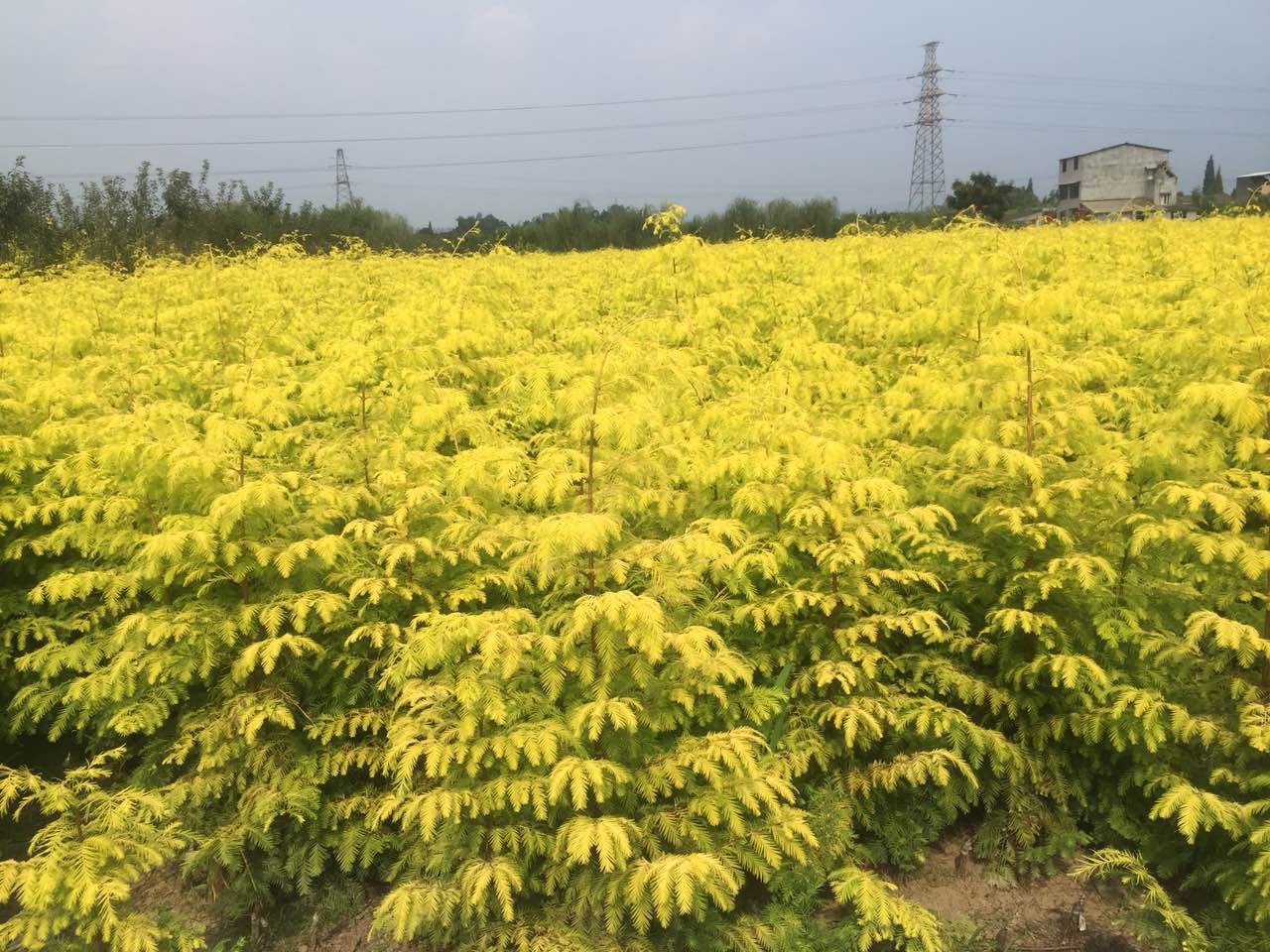 金叶水杉苗木高成活率,金叶水杉工程苗怎么培养