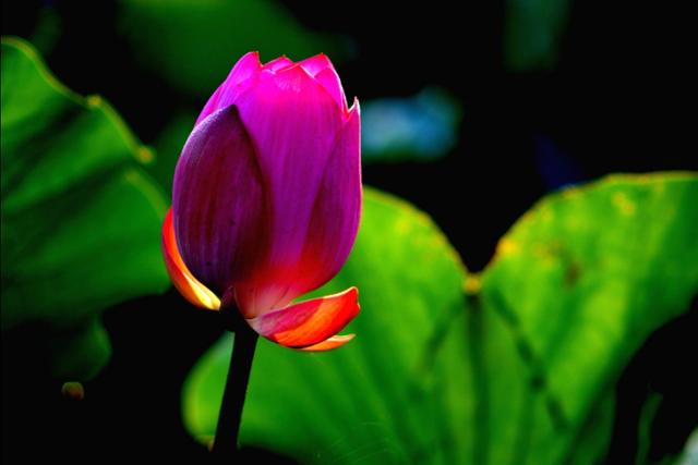 最美的荷花诗句,一起赏荷花的诗词歌赋