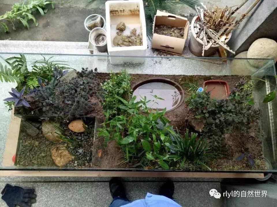 黄缘龟多大可以进环境造景,黄缘龟造景用陶粒还是火山石