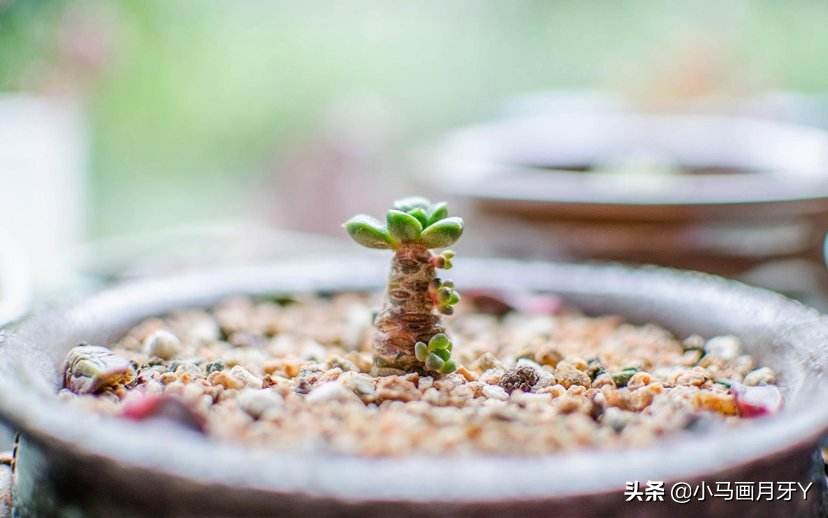 冬季动物成语大全,动物成语大全及答案100个