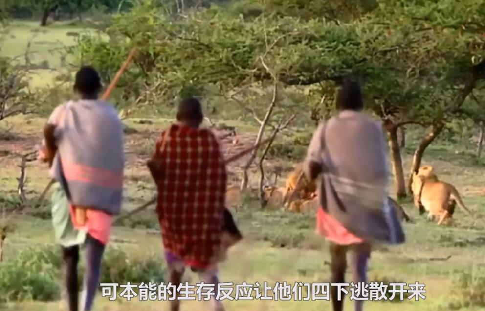 马赛人单挑非洲雄狮,狮子为啥惧怕马赛人