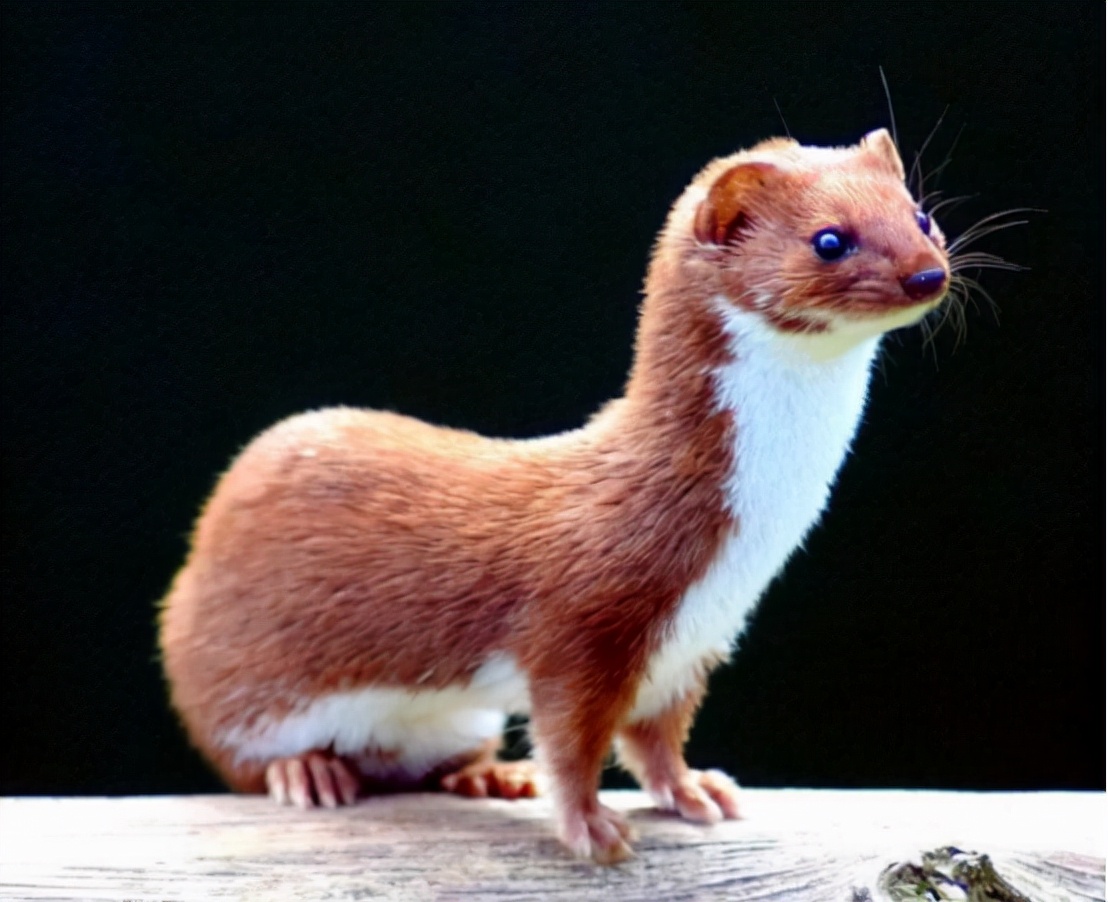 江苏捕杀黄鼠狼案件原视频,俩男子5天非法猎杀24只黄鼠狼