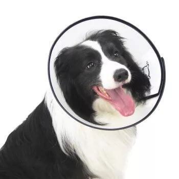 怎么预防狗狗妇科病,母狗如何防止妇科炎症