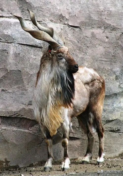 足球世界的绿巨人,猜世界国家