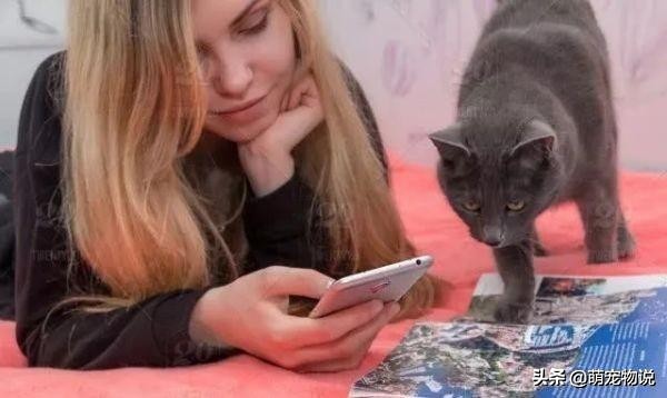 猫咪生病被治好感谢主人,猫咪一生的告别