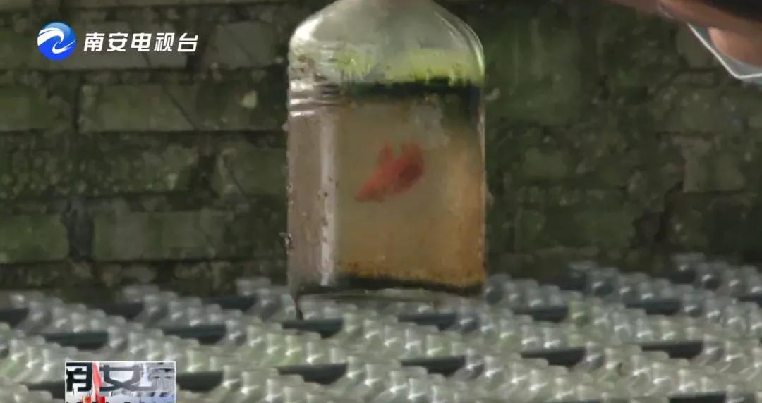 90后小伙的“斗鱼”梦：泰国斗鱼从南安“游”到全国各地！