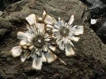 捡到这种石头千万别扔价值2亿,河里捡到的价值不菲的石头