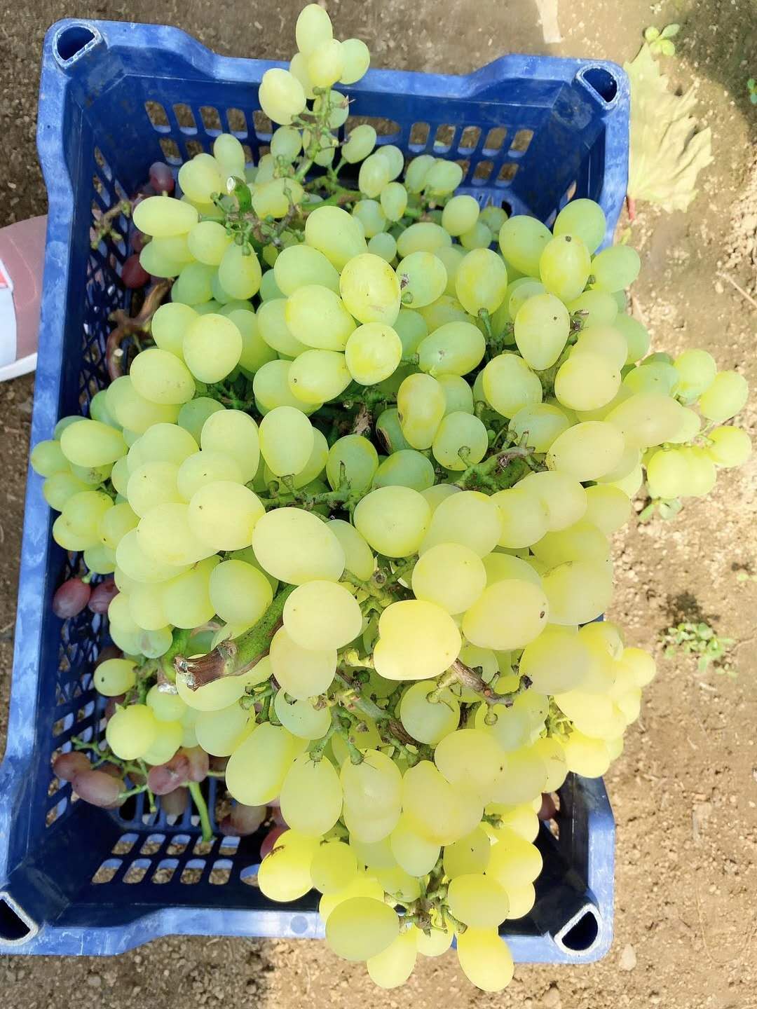 沈阳休闲野钓好地方,沈阳最新野钓鱼地方推荐9月