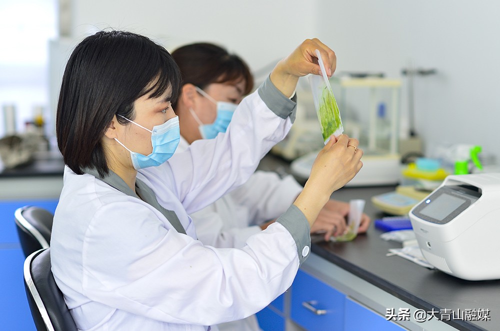 内蒙古乌兰察布市马铃薯种植过程,乌兰察布马铃薯种植基地联系方式