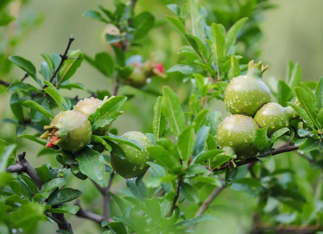 芒种又到了一年收获麦子的季节,芒种到来开始播种庄稼