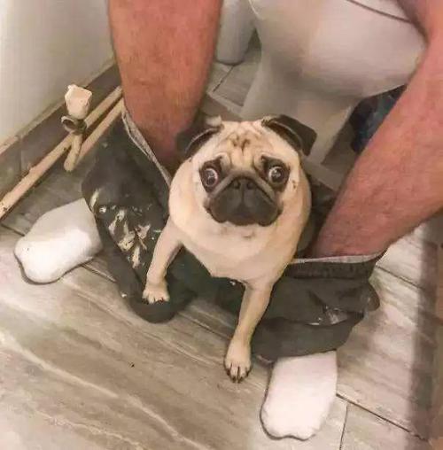 养巴哥犬需要准备什么,巴哥犬好养还是法斗好养