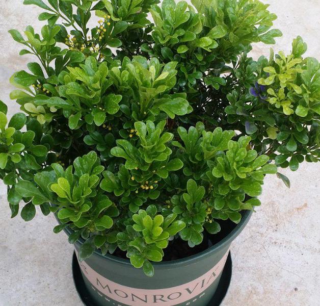 老桩花卉米兰的养殖方法,米兰老桩冬季怎么养护