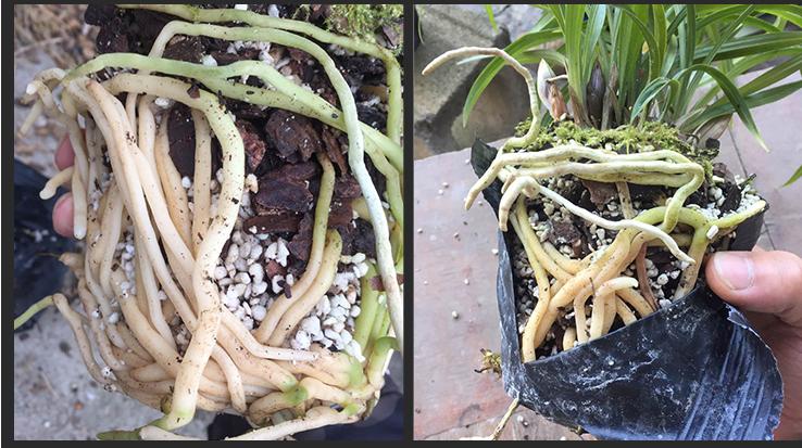 养君子兰记住5个小口诀,君子兰有六项注意事项