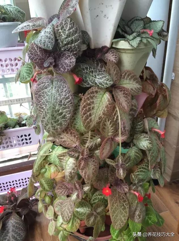 4种耐阴花好看好养活室内也能开,和绿萝长得很像耐阴的植物