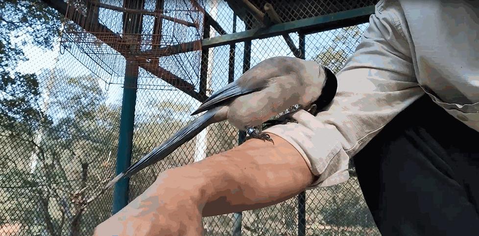 灰喜鹊有多听话,灰喜鹊有哪些特点