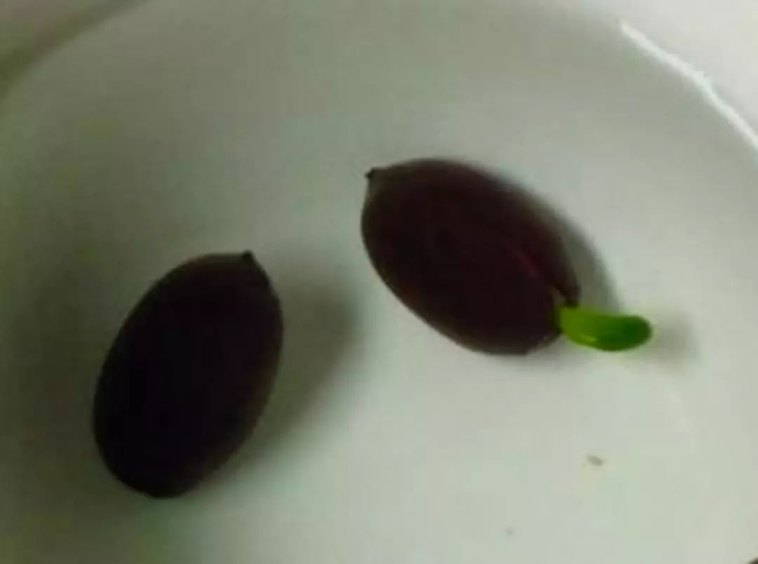 睡莲种子怎么养全过程,睡莲从种子开始养怎么养最好