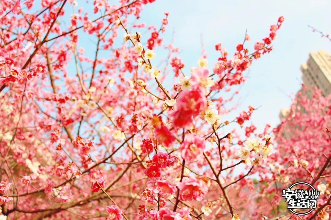 合肥最美的春天景点,合肥春天有哪些好玩的景点