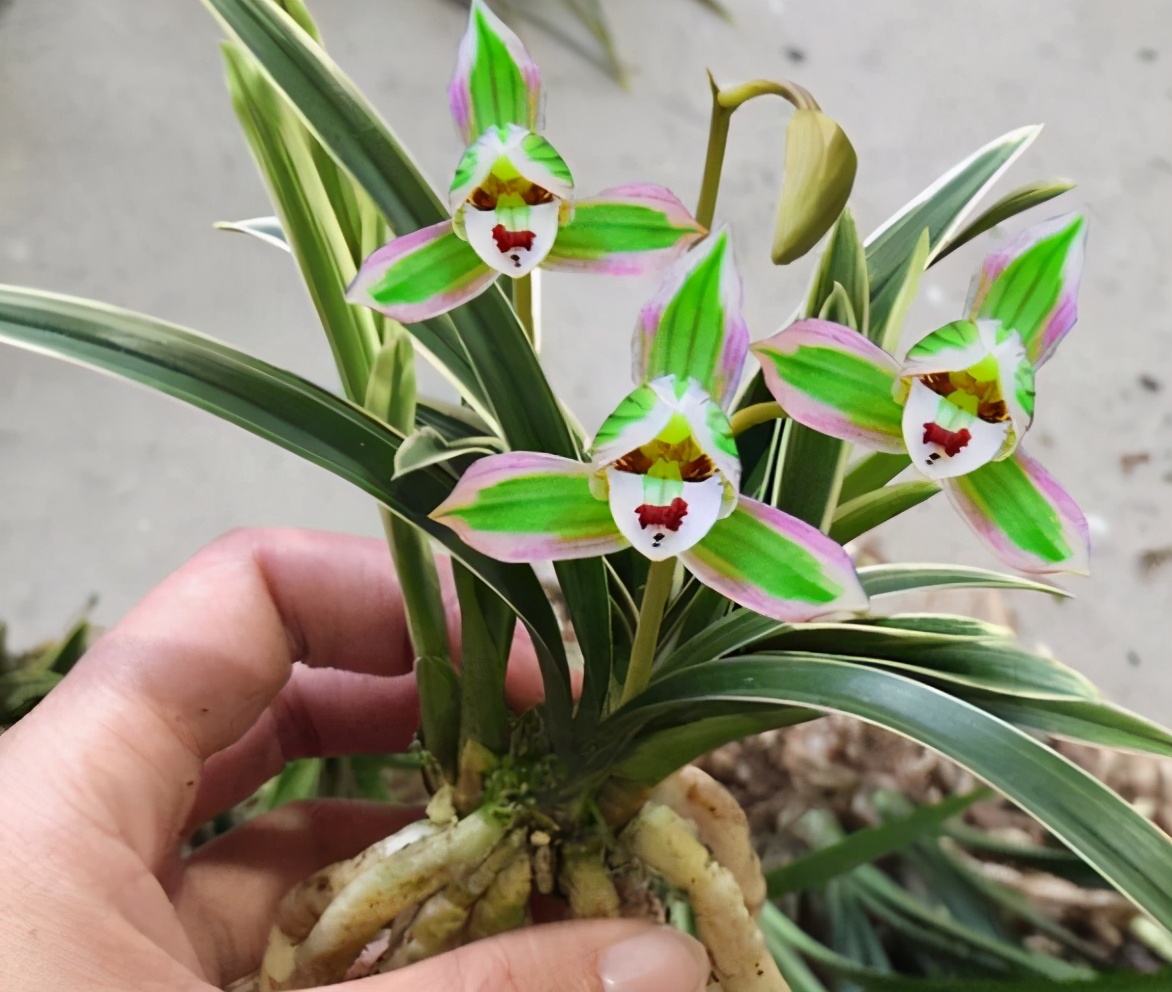 叶子带金边的兰花是什么品种,叶子有金边的兰花有哪些品种