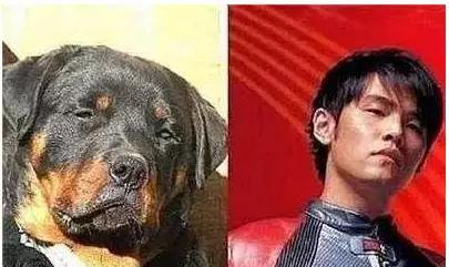 明星撞脸不可怕性别不同就尴尬,意想不到的明星撞脸