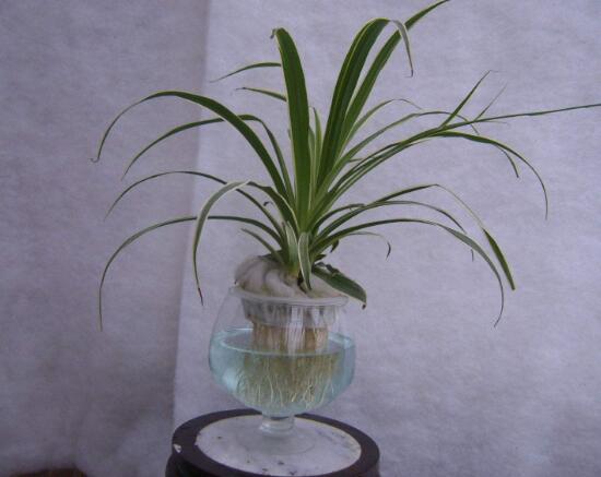 怎么把土养吊兰养成水培吊兰,吊兰怎么水培养才能更旺盛