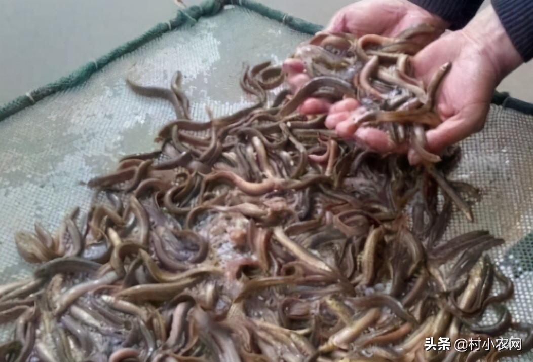 农民创业养什么好赚钱,在农村养殖种植创业好项目有哪些