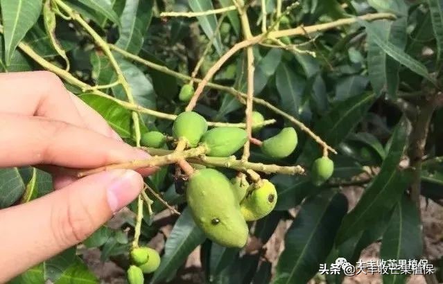 芒果黑心病要了果农的命啊，到底该怎么防治？？？？？