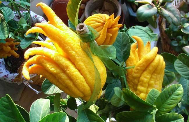 金佛手植物结的果能吃吗,金佛手观赏价值