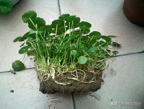 冬季土培铜钱草怎么养才能更旺盛,铜钱草冬季怎么养才能更旺盛