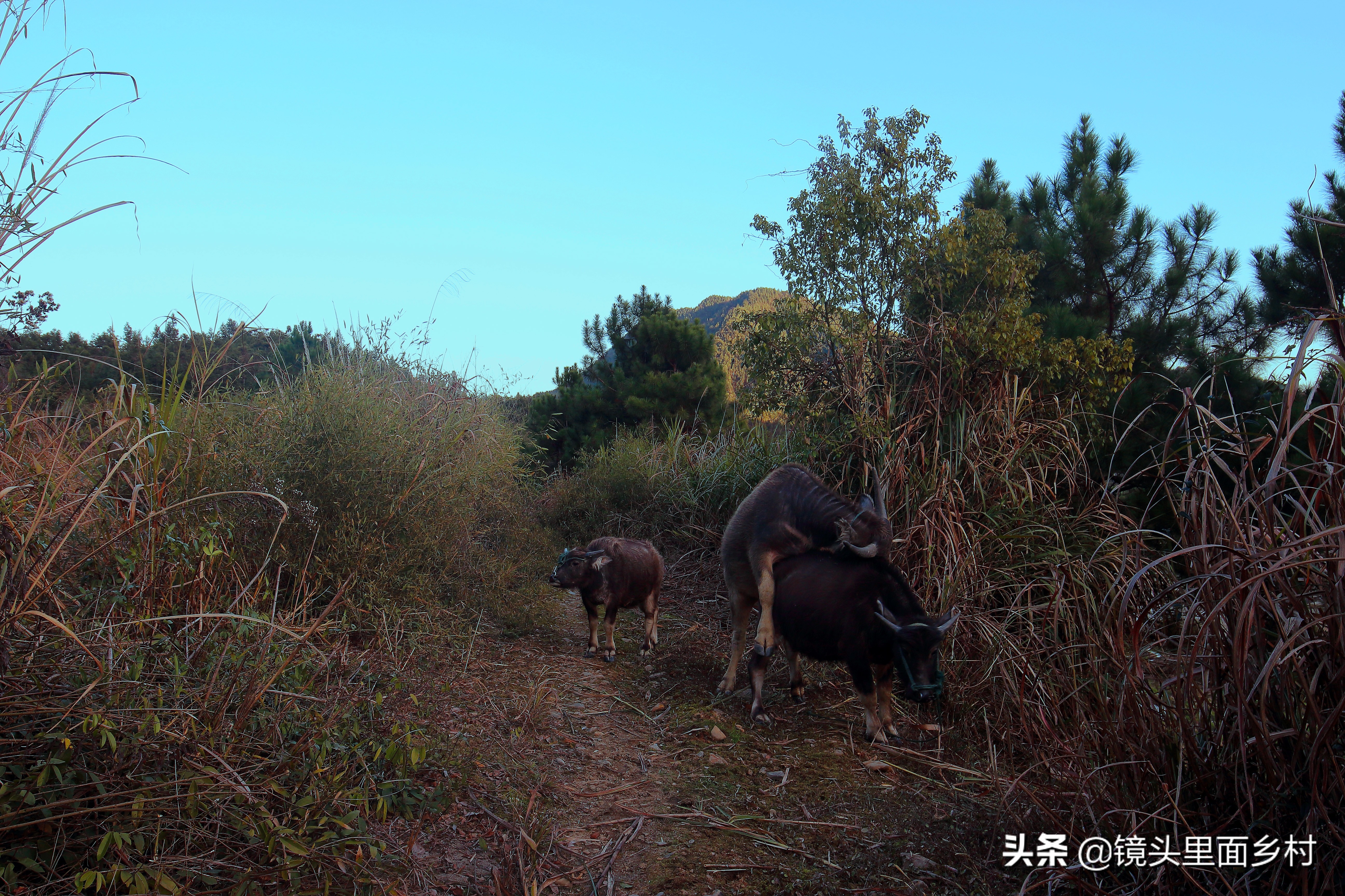 江西修水县何市镇奇异的风俗，元宵节要打大龄未婚男女屁股