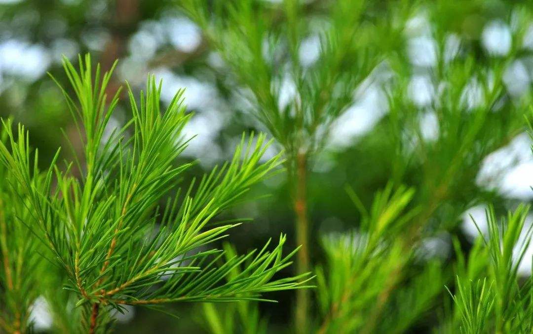 茶树精油适合什么痘痘,茶树精油祛痘的正确用法