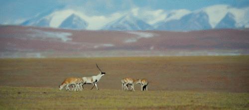 羌塘无人区为什么被称为生命禁区,世界上十大诡异禁区