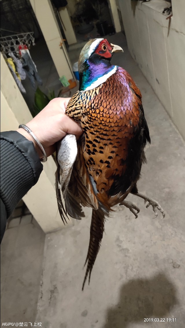 野鸡突然死亡真相,野鸡死亡真实原因