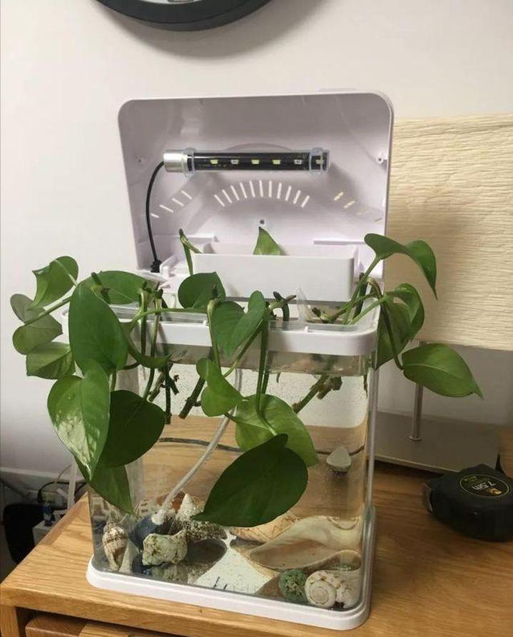 盆栽绿萝怎么浇水施肥,绿萝可以用鱼缸水施肥吗