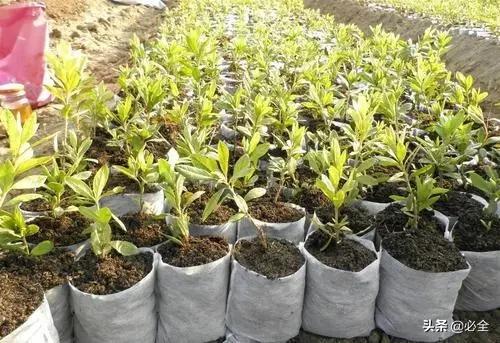 苗木育苗行业,苗木轻基质育苗