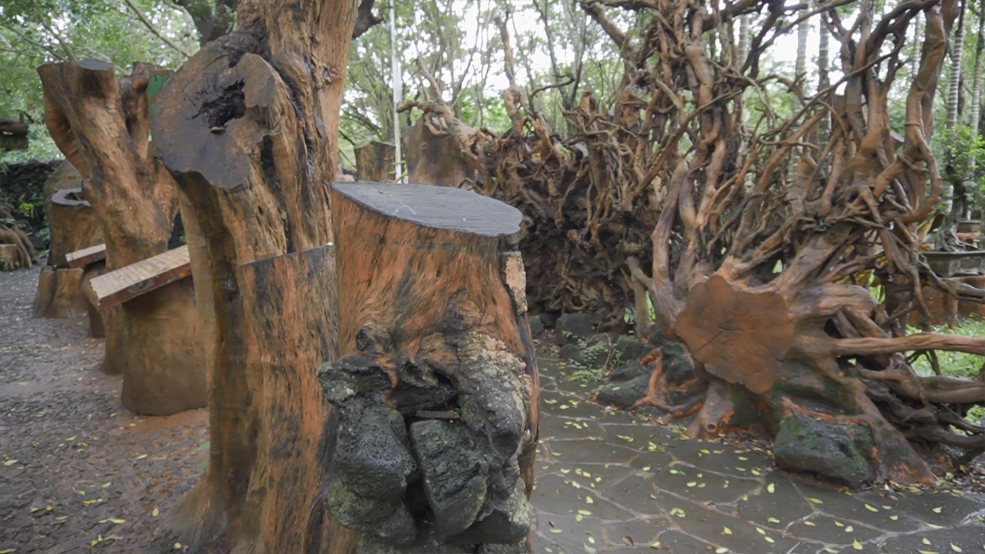 逐梦自贸海动椰城,逐梦海口嗨动椰城