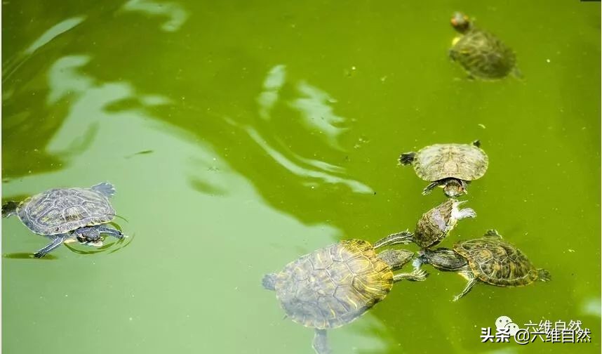 巴西龟和土龟混战,巴西龟成体欺负小乌龟吗